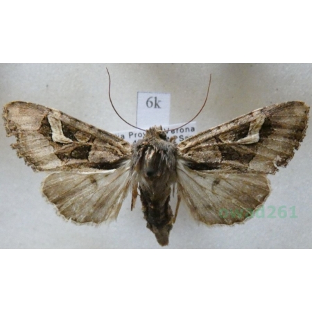 Trigonophora flammea (Esper, 1785) Italy6k